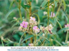 Image result for Mimulopsis runssorica