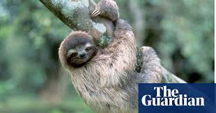 There are six extant species. Sloths Simply Can T Get Away From Scientists Research The Guardian