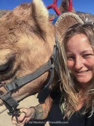 Riding in the Virginia City Camel and Ostrich Races