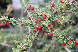 Image result for Cotoneaster