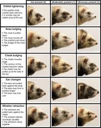 warning signs of a sick ferret