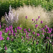 Image result for Stachys