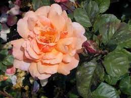 Chamblee Rose Nursery Rose Nursery Rose Orange Roses