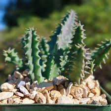 Image result for Huernia zebrina