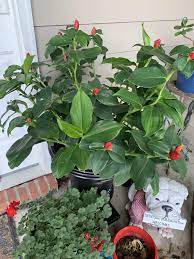 My Red Button Ginger Is Blooming Gardening