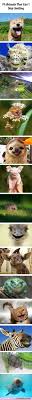 14 Animals That Can T Stop Smiling