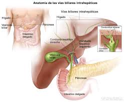 Cdr774903 Jpg Via Biliar Cuerpo Humano Anatomia Anatomia Del Cuerpo