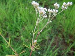 Image result for Polycarpaea corymbosa