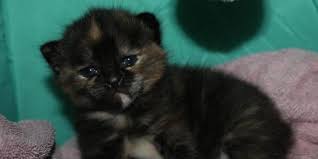 Rather then brushing my cats' teeth, i give them a few dental kibbles every day. Kitten Wellness Plan Yorkville Animal Hospital Your Local Veterinarian In Toronto Ontario