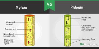 Check spelling or type a new query. Difference Between Xylem And Phloem Bio Differences