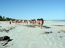 The urban population was 14,445 in june 2018 growing to over 45,000 per month during the peak tourist season (june to august). Cable Beach Wikipedia