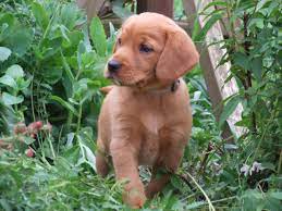 Raising fox red labradors as hunters and companions, and then breeding only our best labs to produce excellent puppies has been our focus for many years. Pin On Dogs