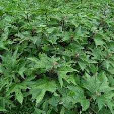Image result for Girardinia diversifolia