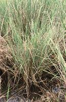 Image result for Leptochloa fusca