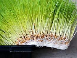 How much do i drink a day to get the full benefits from wheatgrass? Diy Fodder System For Animals The Prairie Homestead