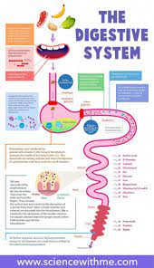 Digestive System For Kids Nutrition For Kids Nutritioneducation Digestive System For Kids Science For Kids Digestive System