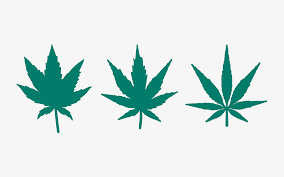 Indica Vs Sativa Whats The Difference Between Cannabis