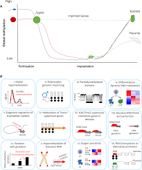 Subsequent morbidity among gestational diabetic women / carbohydrate metabolism in pregnancy and the. Human Placental Methylome In The Interplay Of Adverse Placental Health Environmental Exposure And Pregnancy Outcome