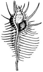 Purpurschnecke — (purpura lam.), gattung der vorderkiemer, schnecken mit eiförmiger schale, kurzem gewinde, rasch wachsenden windungen, großer letzter windung, weiter mündung und. Purpurschnecken Lexikon Der Biologie