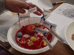 3d model 6th grade plant cell. Cell Model Pictures Heartland S Homework Hotline