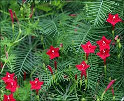Most plants respond well to soils amended with organic matter. Cypress Vine Humming Bird Vine Red Pack Of 15 Seeds Gardenhunt