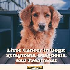 Understand the main symptoms of liver cancer and when and where to get medical help. Liver Cancer In Dogs Symptoms Diagnosis And Treatment Savory Prime Pet Treats