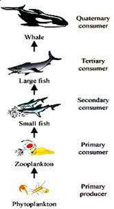 Write An Aquatic Food Chain