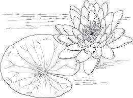 They also contribute to pond health. Download 194 Venice By Claude Monet Coloring Pages Png Pdf File Free Download Mockups Psd Download Now And Use Them For Personal And Commercial Use We Have Thousands Of Free Graphic Resources
