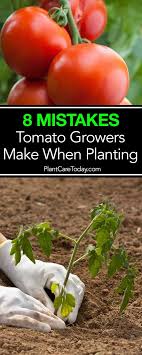 8 Tomato Plant Growing Mistakes Do You Make Any Graines De Jardin Planter Tomates Idee Jardinage