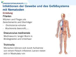 As a physician in africa, mense had to deal with diseases which german medical research so far had either scarcely come into contact with, such as beriberi, trypanosomiasis (sleeping sickness), medinawurm (guinea worm) and frambösie, or for which the causes and origins were so far unknown. Helminthen Rundwurmer Ppt Herunterladen