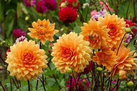 Pin On Mumbai Florist