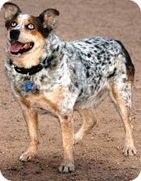 Über 80% neue produkte zum festpreis; Lucky Adopted Dog Gilbert Az Australian Shepherd Australian Australian Cattle Dog Mix Dog Blog Australian Cattle Dog
