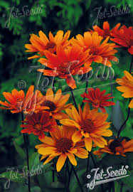 Image result for Aspilia helianthoides