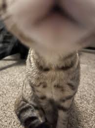 This sweet girl needs a name. She has two brothers named Oscar and Earl. We  recently lost our family cat of 17 years his name was sprout. So maybe  something related to