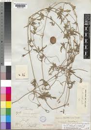 Image result for Cucumis myriocarpus