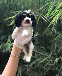 Sevimli King Charles Yavrularimiz Magazamizda King Charles Kopek Pug