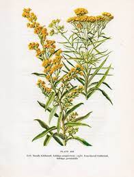 Vintage Botanical Wildflower Print Seaside Goldenrod Plate Etsy Goldenrod Flower Vintage Botanical Vintage Botanical Prints