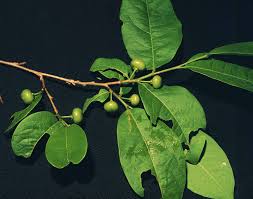 Image result for Margaritaria