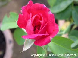 Image result for Rosa sp.