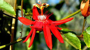 Image result for Passiflora suberosa