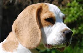 Looking for a female beagle puppy.read more. Lemon Beagle 33 Fantastic Facts From History To Present Day