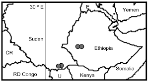 Image result for Carex cyrtosaccus