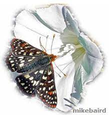 Bees are attracted to yellow, blue, and purple flowers with a sweet, fresh scent. Symbiosis Butterflies Flowers Vancleave S Science Fun