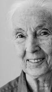 Despedimos a Jane Goodall (1934-2025) 🖤, Una mujer que nos enseñó que los  animales sienten, aman y merecen respeto., Desde las selvas de Gombe hasta  cada rincón del planeta, su voz se alzó por la ...