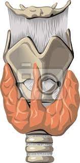 The thyroid ima artery (thyroidea ima artery, arteria thyroidea ima, thyroid artery of neubauer or the lowest thyroid artery) is an artery of the head and neck. Schilddruse Glandula Thyroidea Leinwandbilder Bilder Druse Jod Verpflanzen Myloview De