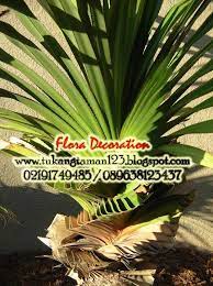 Jual Pohon Pandan Spiral Jual Tanaman Hias Flora Tanaman Pohon