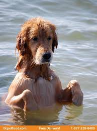 Please use order code 79693 when ordering by phone. Tlc Pet Food On Twitter Cute Dogs Funny Dogs Pets