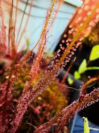 Image result for Genlisea margaretae