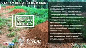 Menyetek durian adalah salah satu cara perbanyakan durian yang merupakan tanaman asli daerah tropis. D Nims Duriotourism 10 Kelebihan Tanam Durian Teknik Siam Tanam Atas Busut Raised Bed