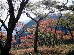 Image result for Vepris rogersii